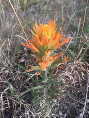 Castilleja lindheimeri