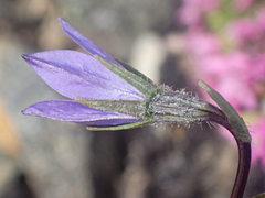 Campanula uniflora