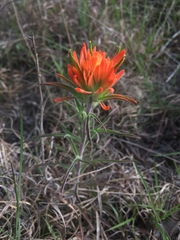 Castilleja lindheimeri