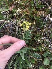 Astragalus umbellatus