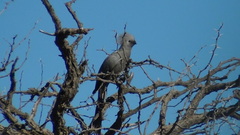 Corythaixoides concolor pallidiceps
