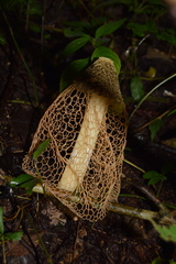 Phallus haitangensis