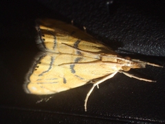 Glaucocharis auriscriptella