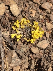 Vulpicida canadensis