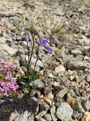 Campanula uniflora