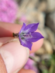 Campanula uniflora