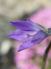 Campanula uniflora