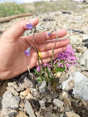 Campanula uniflora