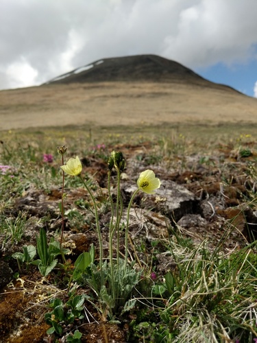 Rooted poppy (Oreomecon radicata)