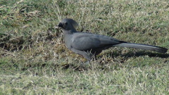 Corythaixoides concolor pallidiceps