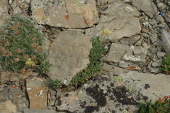 Eriogonum androsaceum