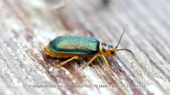 Xanthogaleruca aenescens