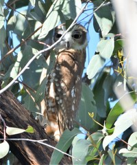 Ninox boobook boobook