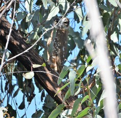 Ninox boobook boobook
