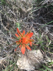 Castilleja lindheimeri