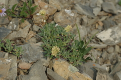 Eriogonum androsaceum