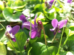 Viola odorata