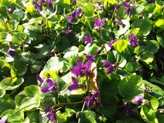 Viola odorata