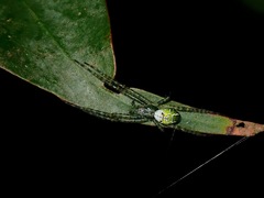 Cyrtophora cylindroides