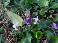 Viola odorata