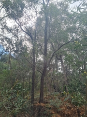 Angophora bakeri