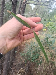 Angophora bakeri