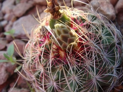 Thelocactus bicolor