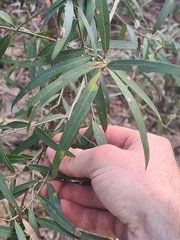 Angophora bakeri