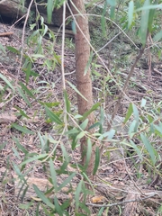 Angophora bakeri