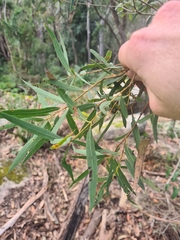 Angophora bakeri