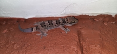 Hemidactylus maculatus