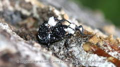 Eucryptorrhynchus brandti