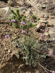 Monardella odoratissima glauca