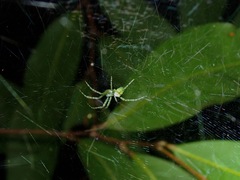 Cyrtophora cylindroides