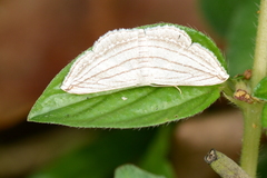 Scopula opicata