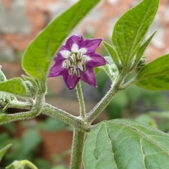 Capsicum pubescens