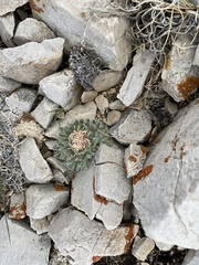 Townsendia condensata