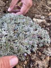 Lupinus breweri bryoides