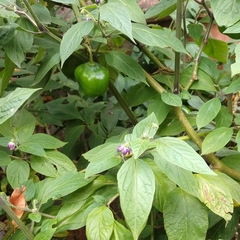 Capsicum pubescens