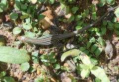 Cnemidophorus gaigei