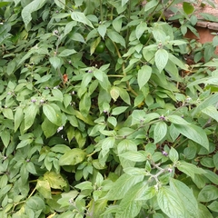 Capsicum pubescens
