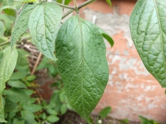 Capsicum pubescens