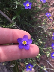 Giliastrum rigidulum