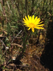 Grindelia boliviana