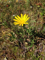 Grindelia boliviana