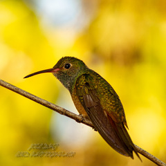 Amazilia yucatanensis