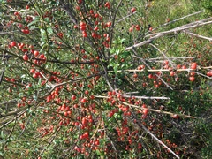 Citharexylum herrerae