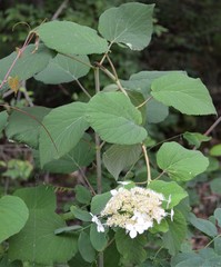 Hydrangea cinerea
