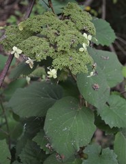 Hydrangea cinerea