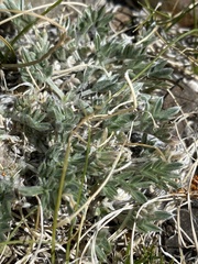 Oxytropis parryi